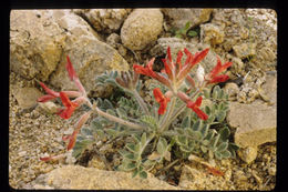 Image of scarlet milkvetch