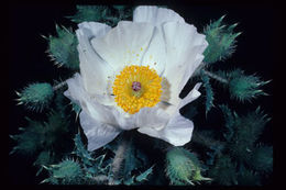 Image of flatbud pricklypoppy