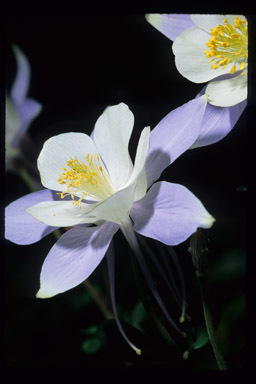 Image of Rocky Mountain Columbine