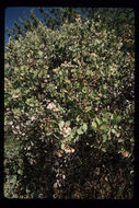 Arctostaphylos viscida subsp. pulchella (T. J. Howell) P. V. Wells resmi