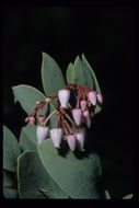 Arctostaphylos viscida subsp. pulchella (T. J. Howell) P. V. Wells resmi