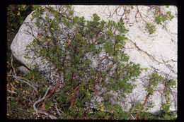 Imagem de Arctostaphylos nevadensis A. Gray