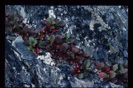 صورة Arctostaphylos alpinus (L.) Sprengel