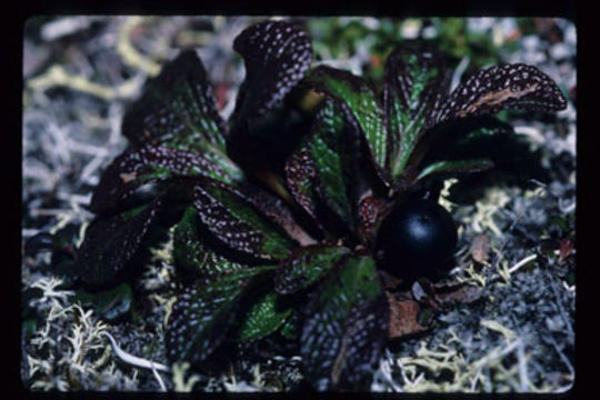 صورة Arctostaphylos alpinus (L.) Sprengel