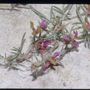 Image of <i>Astragalus lentiginosus</i> var. <i>piscinensis</i>