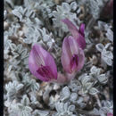 Image de Astragalus phoenix Barneby