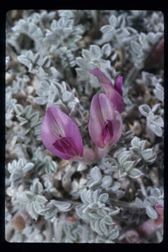 Image of Ash Meadows milkvetch