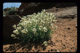 Слика од <i>Cryptantha capitata</i>