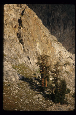 Image of Bastard Cedar