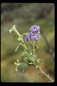 Image of wavyleaf buckbrush