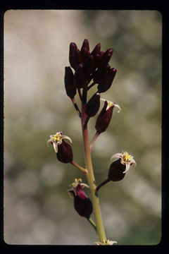 Image of hairy wild cabbage