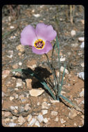 Image of winding mariposa lily