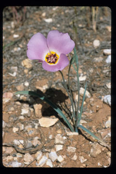 Image of winding mariposa lily