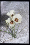 Plancia ëd Calochortus excavatus Greene