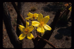 Imagem de Cochlospermum fraseri Planch.