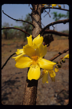 Imagem de Cochlospermum fraseri Planch.