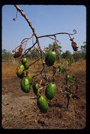 Imagem de Cochlospermum fraseri Planch.