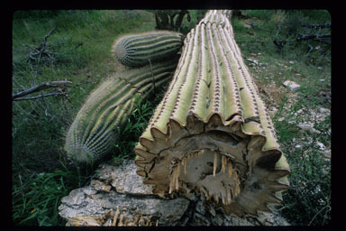 Plancia ëd Carnegiea gigantea (Engelm.) Britton & Rose