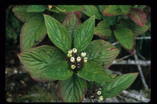 Image of redosier dogwood