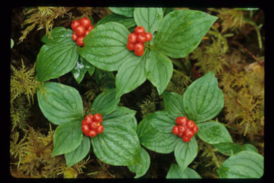 Image of bunchberry dogwood