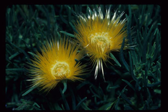 Image of Conicosia elongata (Haw.) Schwant.