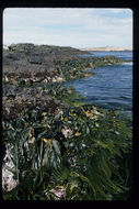 Image of New Zealand bull kelp