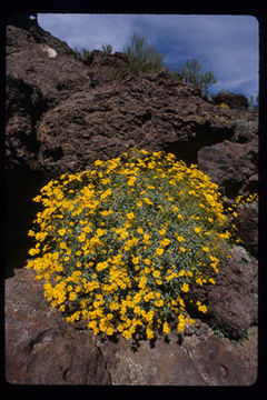 Sivun Encelia farinosa A. Gray ex Torr. kuva