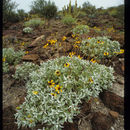 Image of <i>Encelia farinosa</i> var. <i>phenicodonta</i>