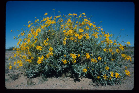 Sivun Encelia farinosa A. Gray ex Torr. kuva