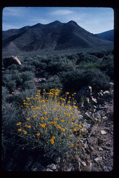 Sivun Encelia virginensis A. Nels. kuva