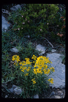 Image of western wallflower