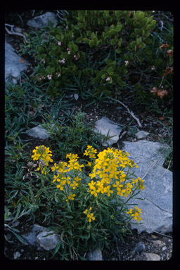 Imagem de Erysimum asperum (Nutt.) DC.