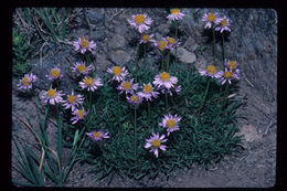 Image de Erigeron barbellulatus Greene