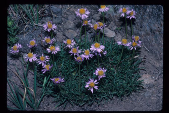 Image of shining fleabane