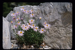 Image of rockslide yellow fleabane