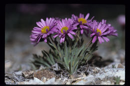 Image of Clokey's fleabane