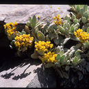 Image of west Humboldt buckwheat