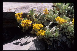 Imagem de Eriogonum anemophilum Greene