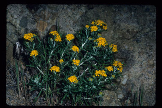 Image of golden-yarrow