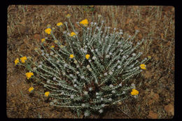 Image of golden-yarrow