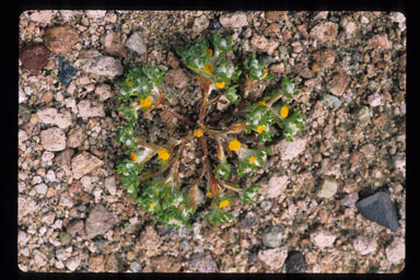 Image of Pringle's woolly sunflower