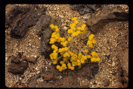 Image de Eriophyllum pringlei A. Gray