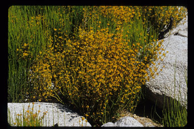 Image of Green Ephedra