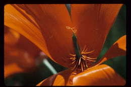 Imagem de Eschscholzia californica Cham.