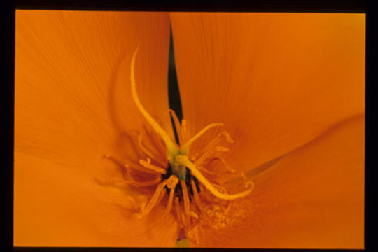 Image of California poppy