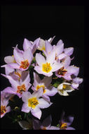 Image of Exacum divaricatum subsp. latifolium (Klack.) J. Klack.