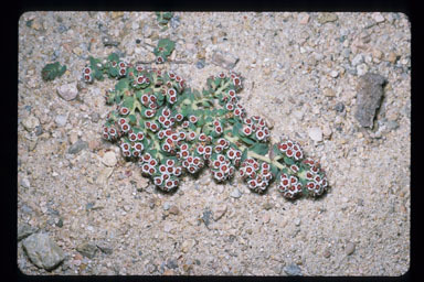 Image of Euphorbia leucophylla Benth.