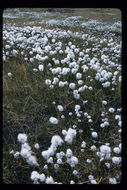 Image of white cottongrass