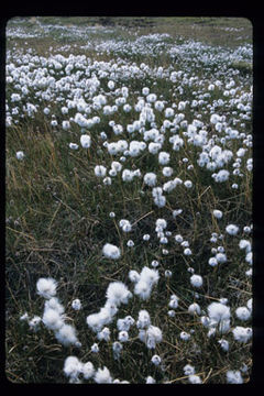 Plancia ëd Eriophorum scheuchzeri Hoppe