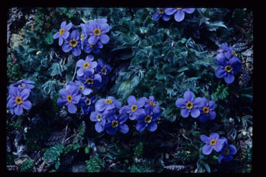 Image of arctic alpine forget-me-not